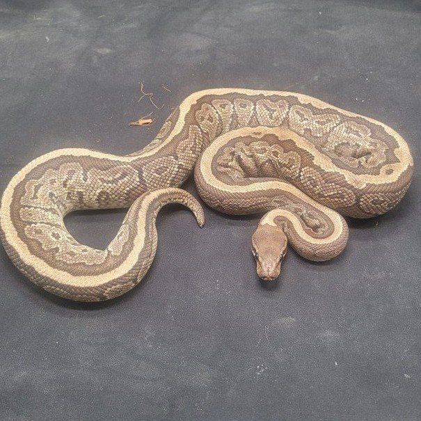 Ball python