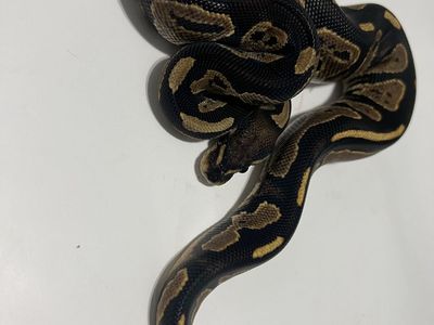 Ball Python Reptile #31