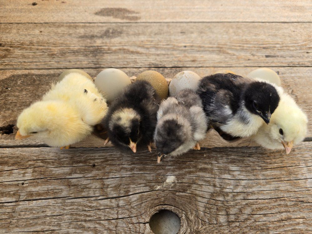 Olive Egger Chicks