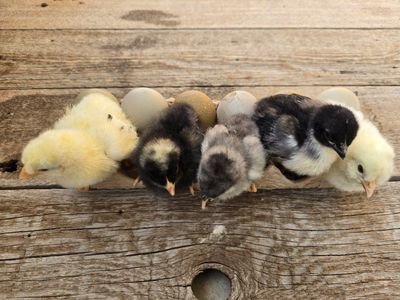 Olive Egger Chicks
