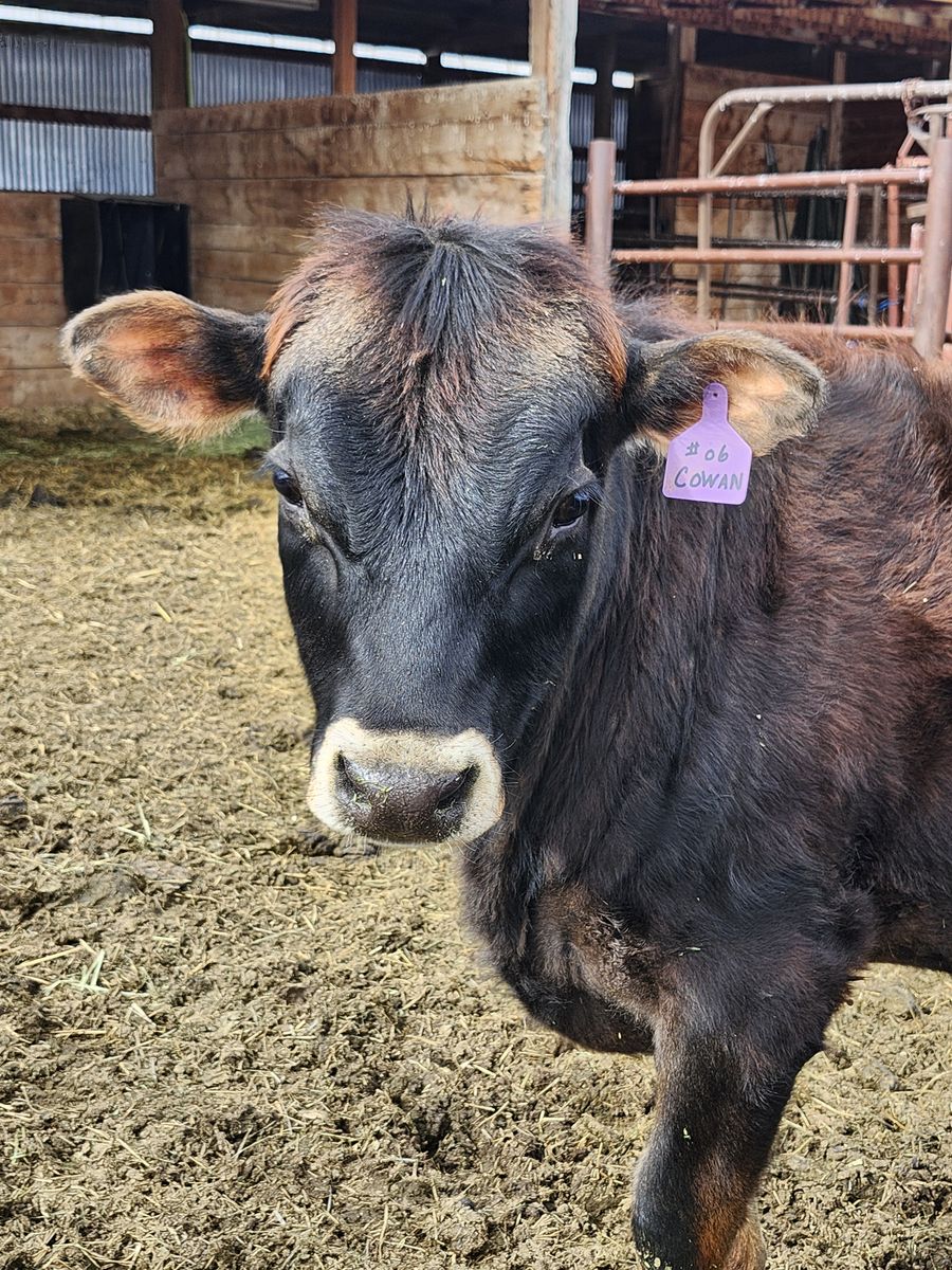 Mid-sized Polled Jersey Bull A2A2, BB Kappa Casein, BB Beta Lactoglobulin