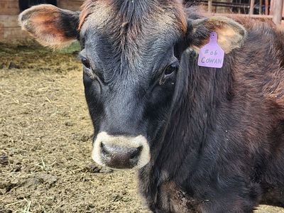 Mid-sized Polled Jersey Bull A2A2, BB Kappa Casein, BB Beta Lactoglobulin