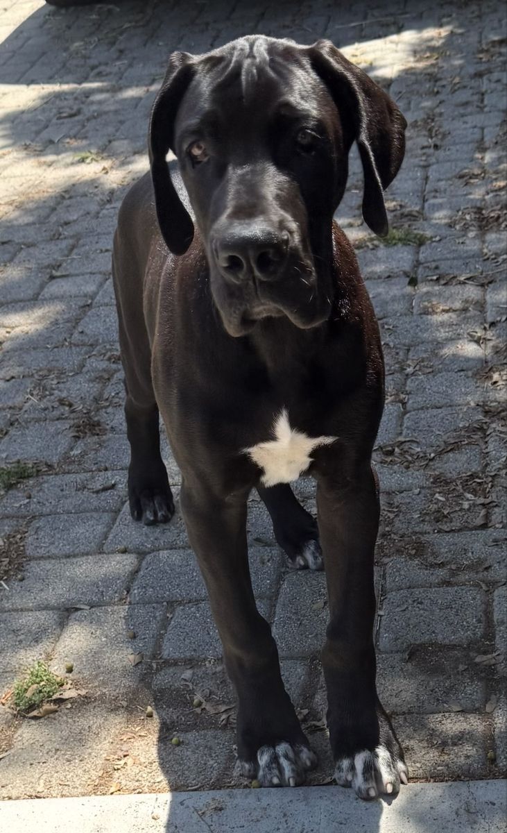 Great Dane Pups from Yellowstone Family Farm - AKC Show Potential