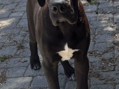 Great Dane Pups from Yellowstone Family Farm - AKC Show Potential