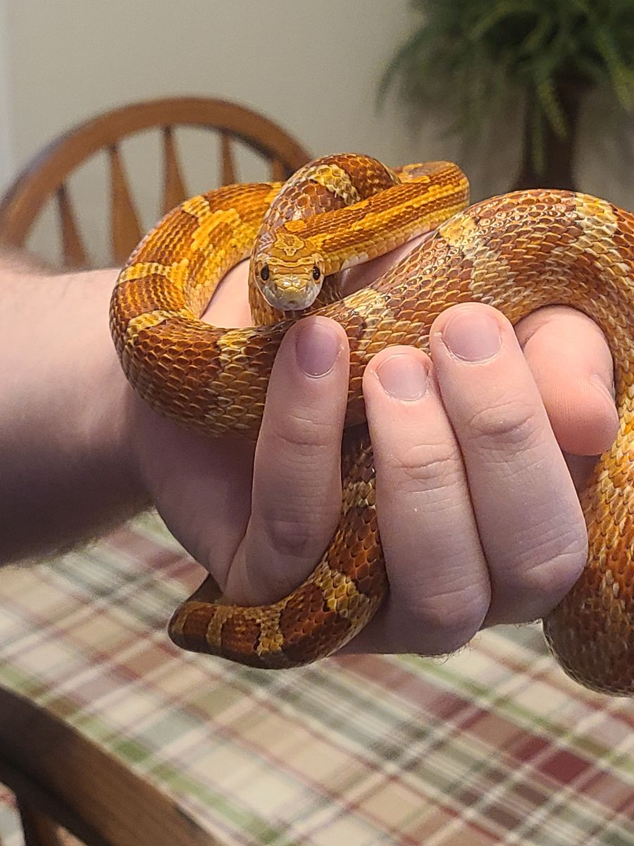 Adult Cornsnake