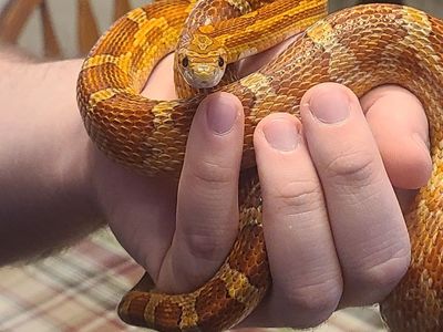 Adult Cornsnake