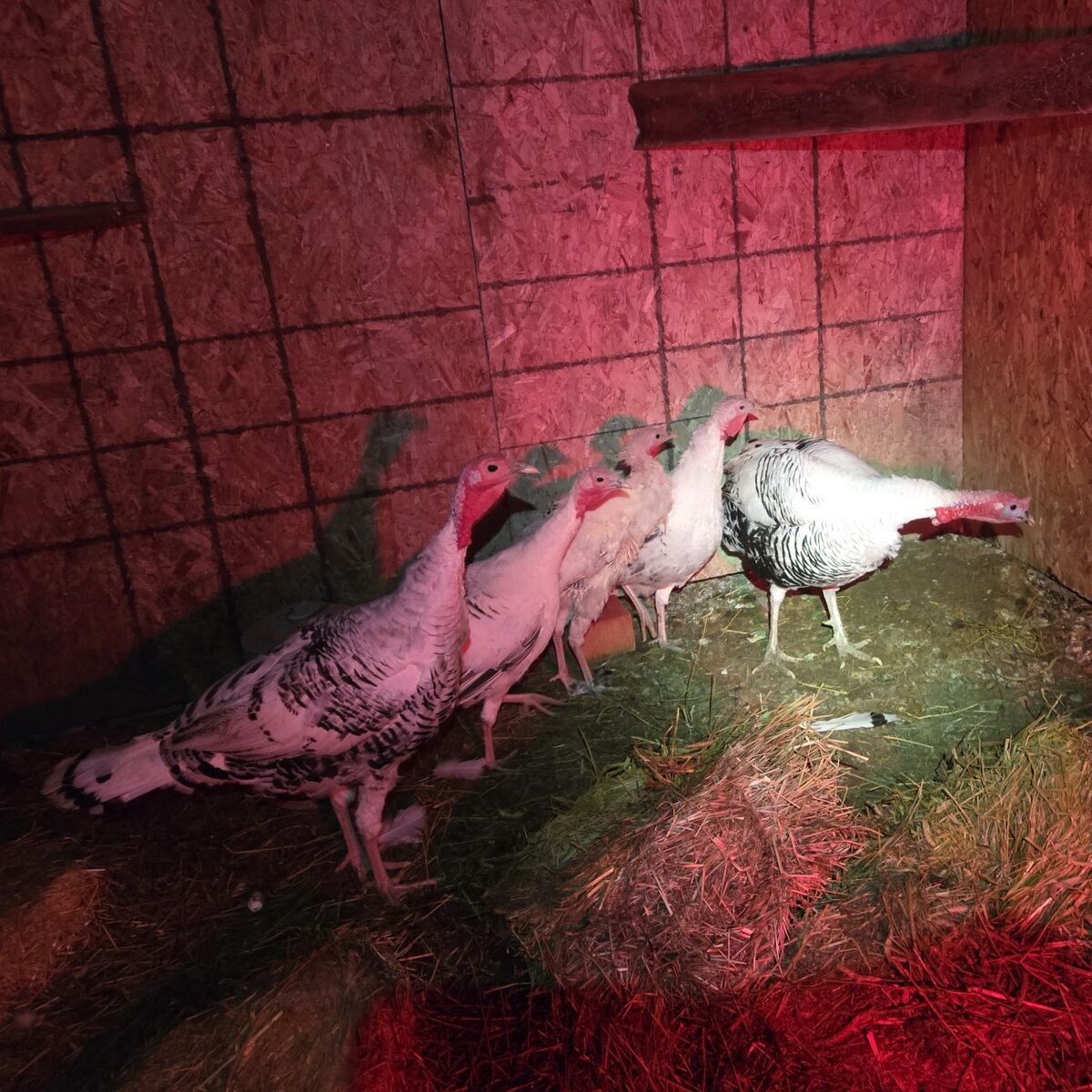 royal palm turkeys hens and toms