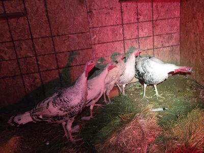 royal palm turkeys hens and toms