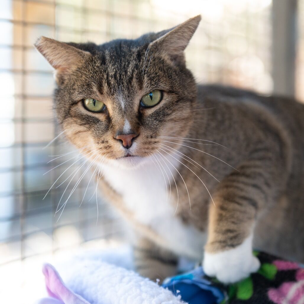 Hello my name is Kitty