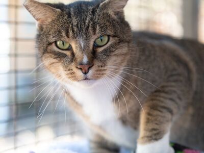 Hello my name is Kitty