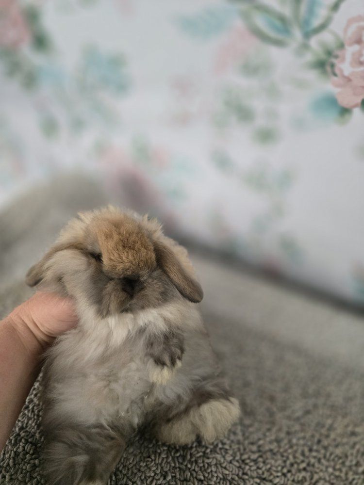 Fuzzy Holland lop doe