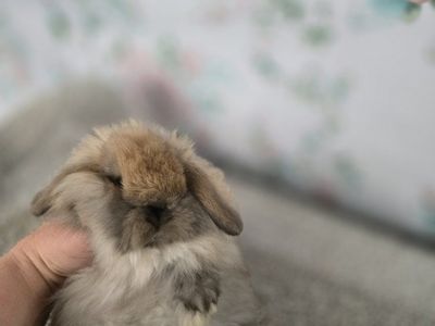 Fuzzy Holland lop doe