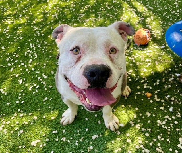 A161174 Bowser is Available for Adoption!