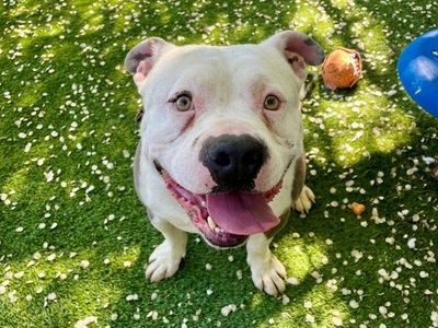 A161174 Bowser is Available for Adoption!