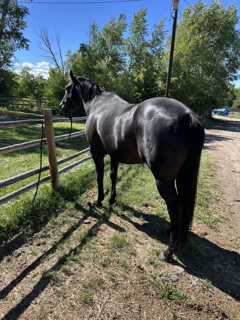 Gelding
