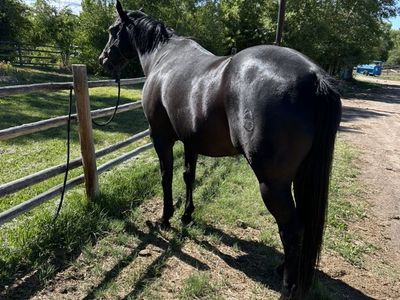 Gelding