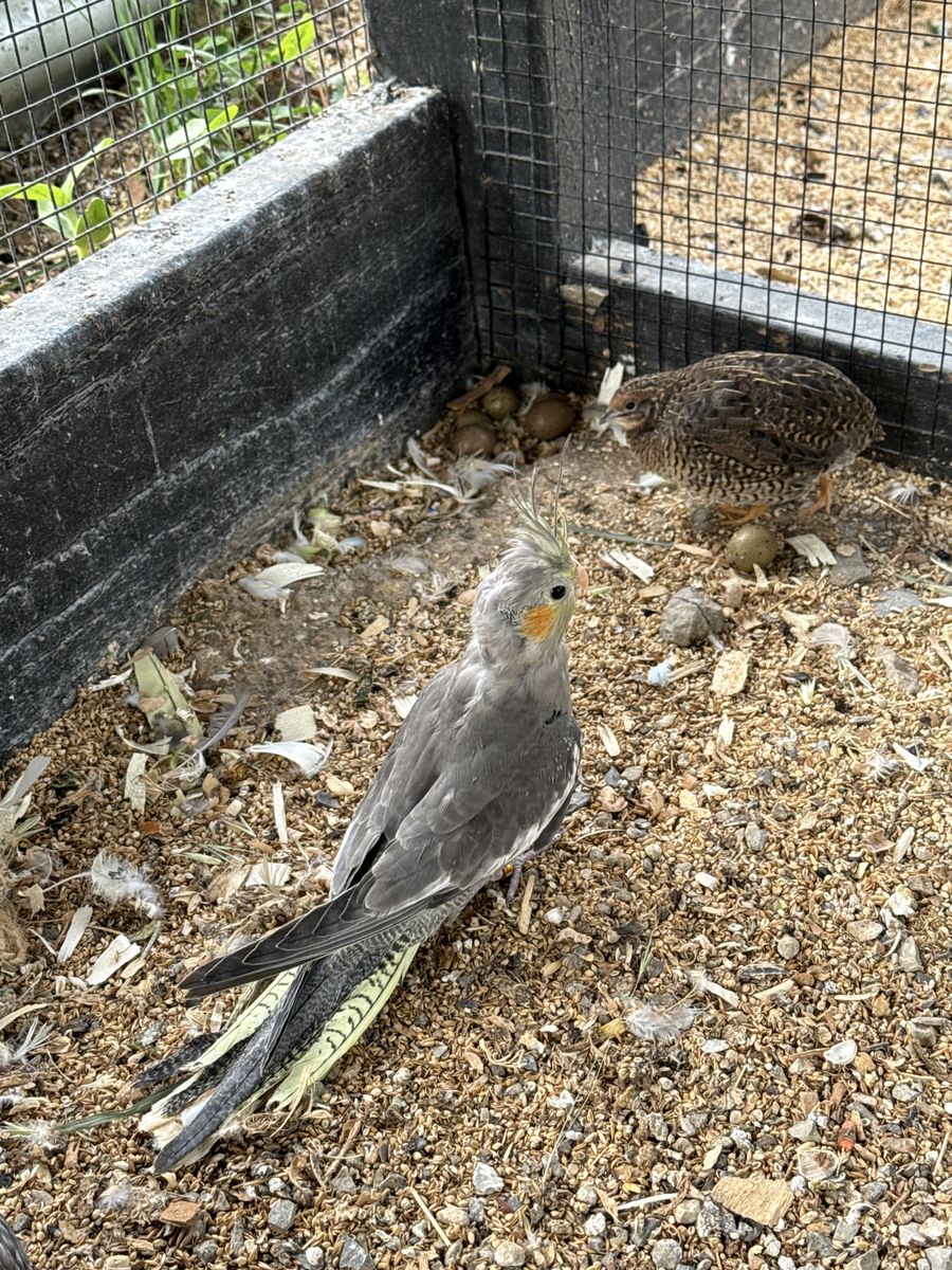 Cockatiel
