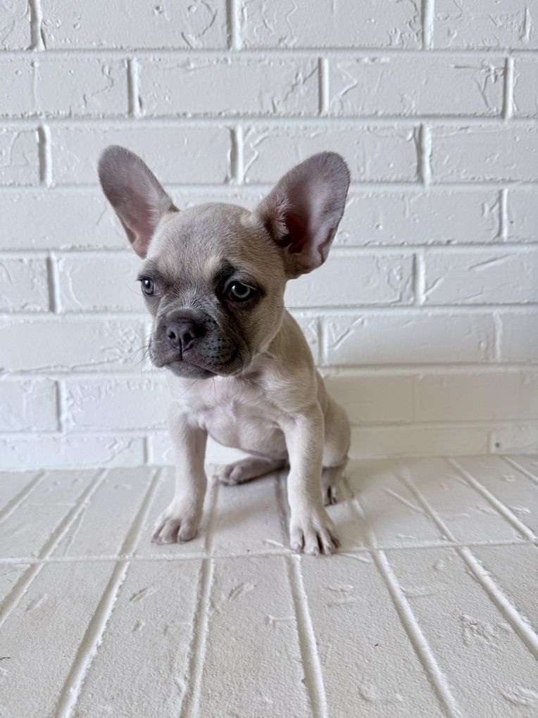AKC French Bulldog Frenchie Puppy