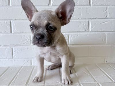 AKC French Bulldog Frenchie Puppy