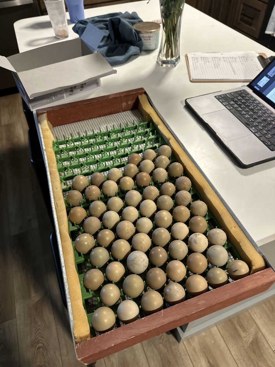 Pheasant & Chukar Eggs