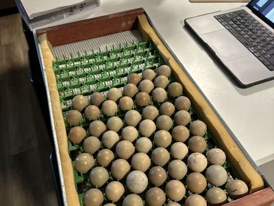 Pheasant & Chukar Eggs