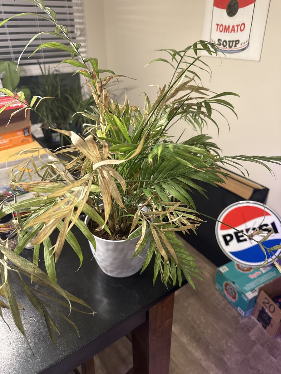 Mystery Fern In Need Of Saving