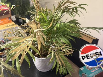 Mystery Fern In Need Of Saving