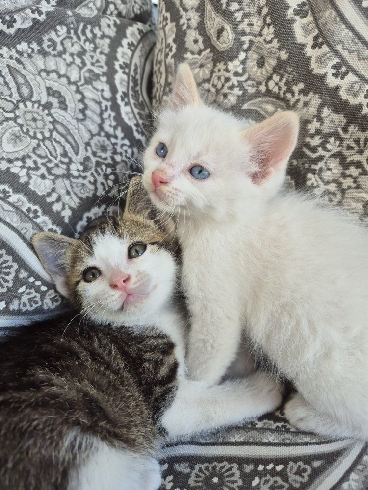 Great with kids and dogs! friendly cuddly kittens!