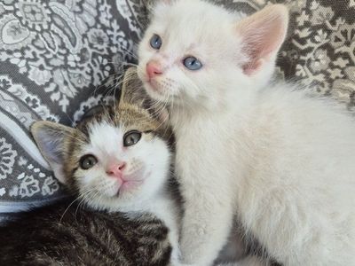 Great with kids and dogs! friendly cuddly kittens!