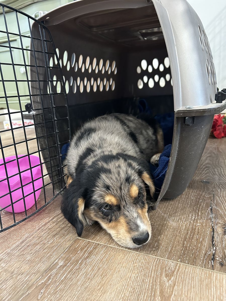 3 month old Corgidor puppy for sale.