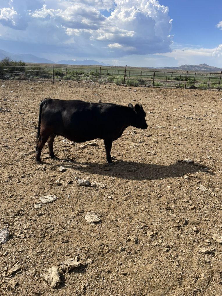 2- Preganat Dexter Heifers