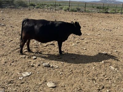2- Preganat Dexter Heifers