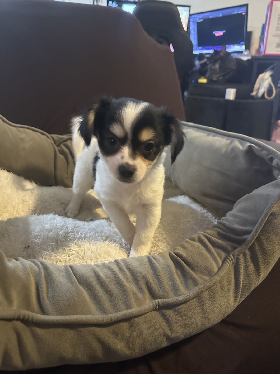 Papillion Mix Puppies
