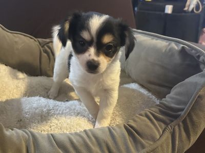 Papillion Mix Puppies
