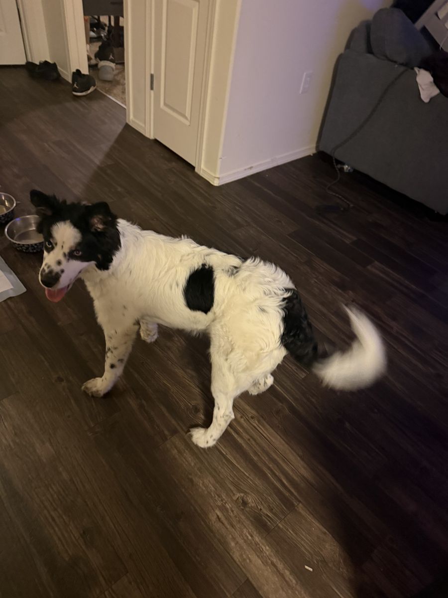 husky puppy need gone asap