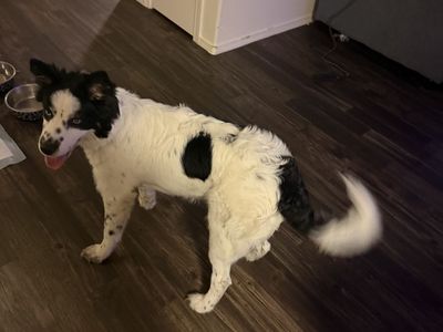 husky puppy need gone asap