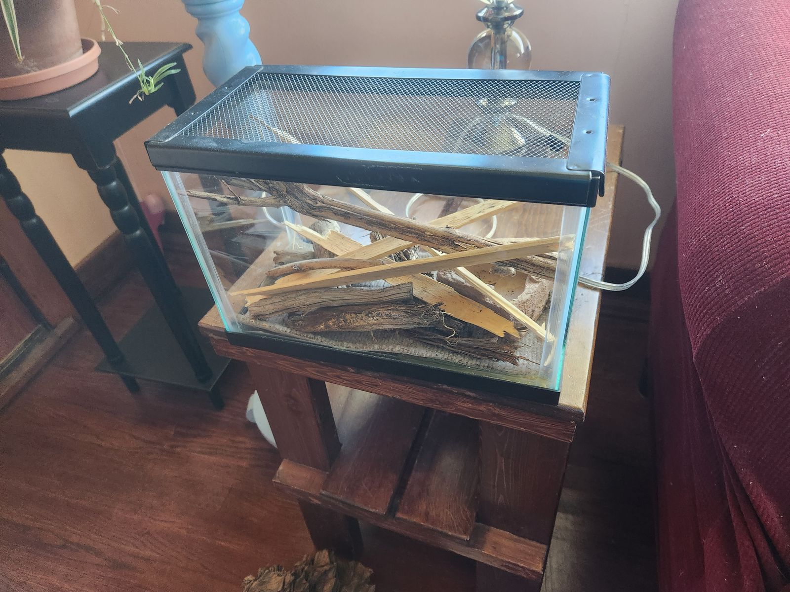 Pet black widow spider and 2.5 gallon tank with screened lid.  Great female Black widow pet.