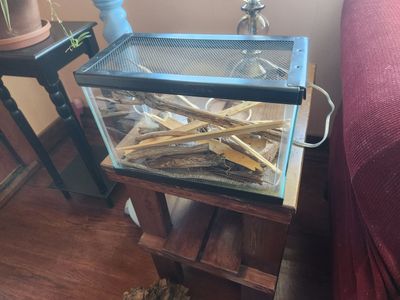 Pet black widow spider and 2.5 gallon tank with screened lid. Great female Black widow pet.