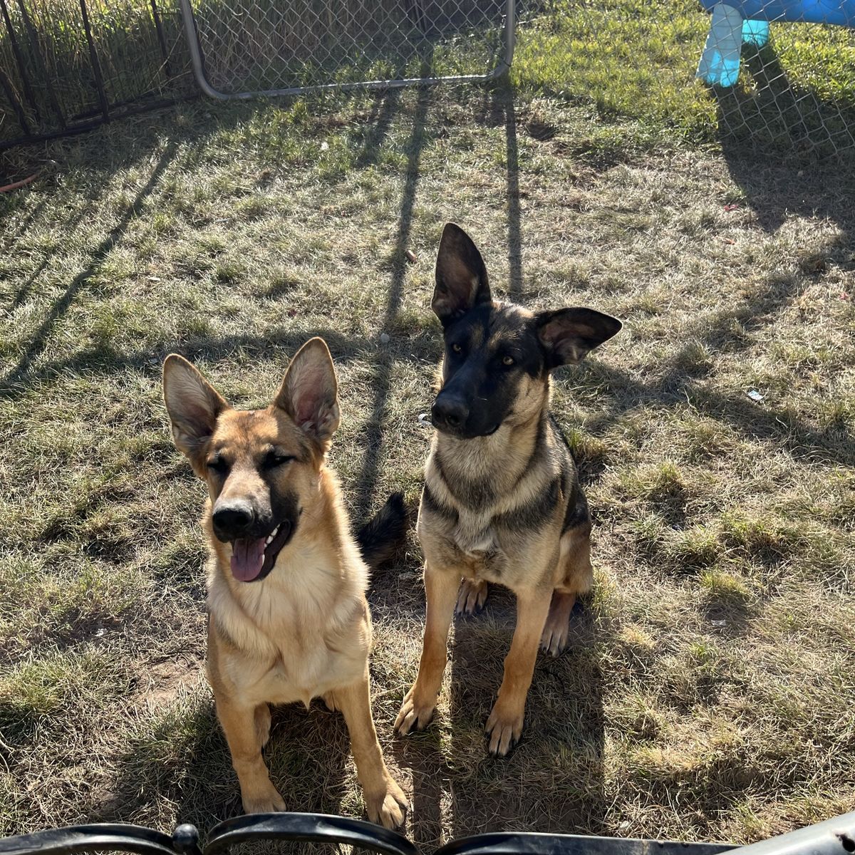 German Sheppards