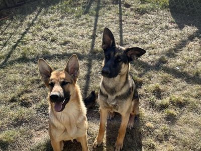 German Sheppards