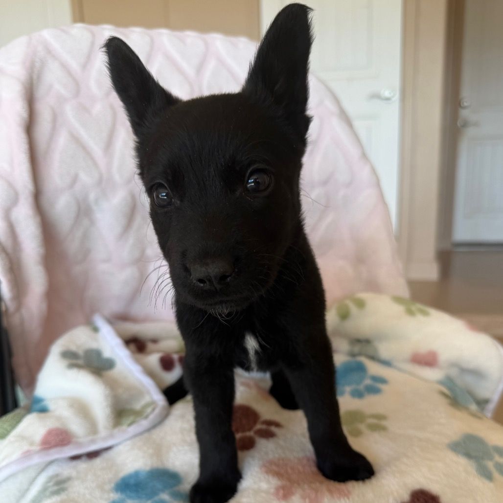 Hello my name is Tron
