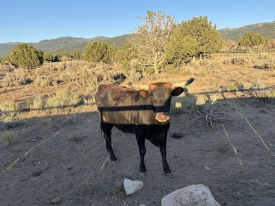 Corriente heifer