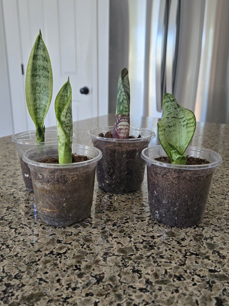 Variety of Baby Snake Plants