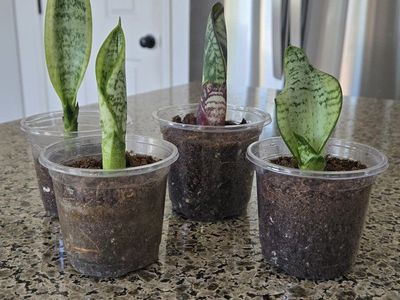 Variety of Baby Snake Plants