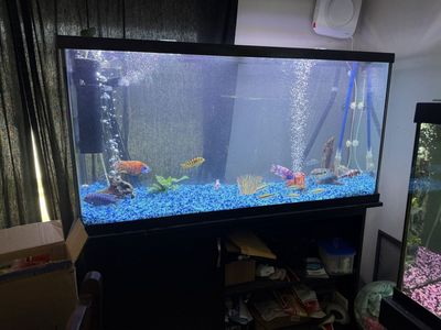 60 gallon tall fish tank