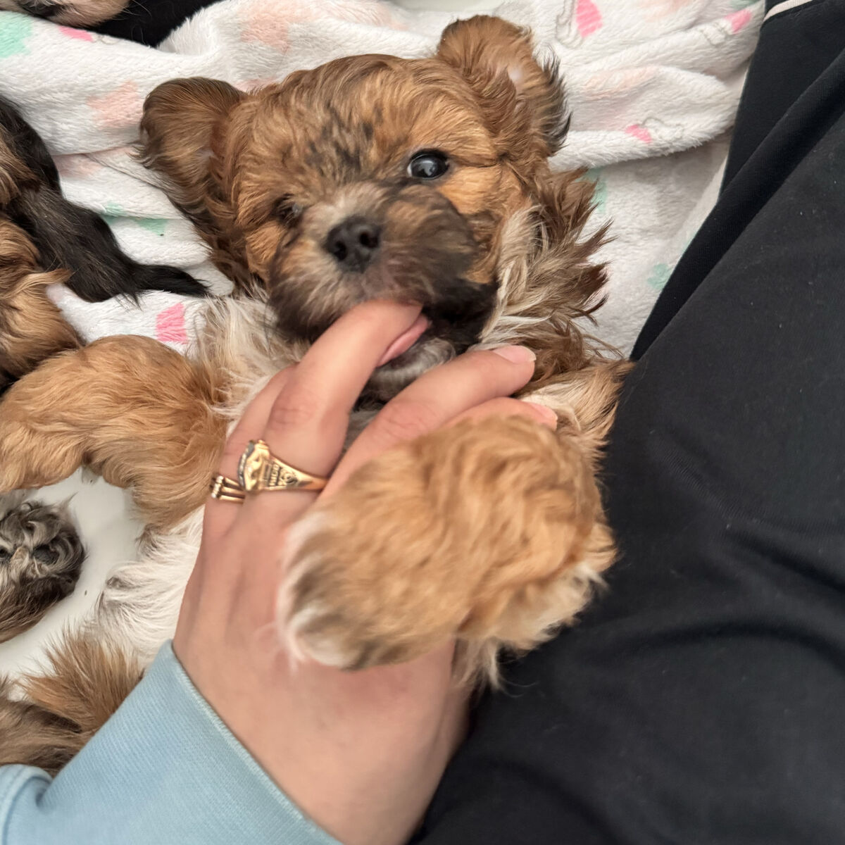 Adorable Shihpoo Male Puppy