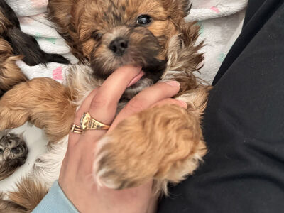 Adorable Shihpoo Male Puppy
