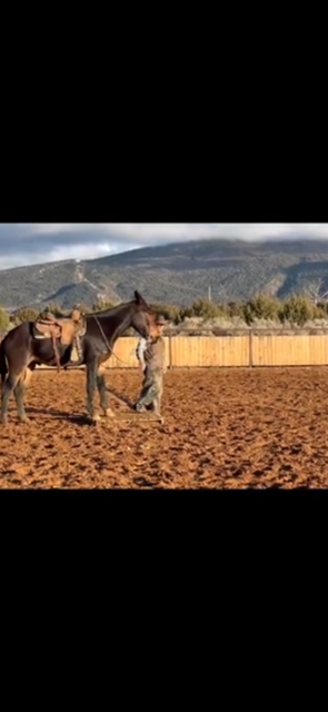 M&M 15.3 6 YEAR OLD JOHN MULE