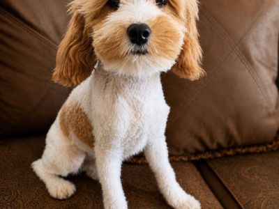 F1b Cavapoos