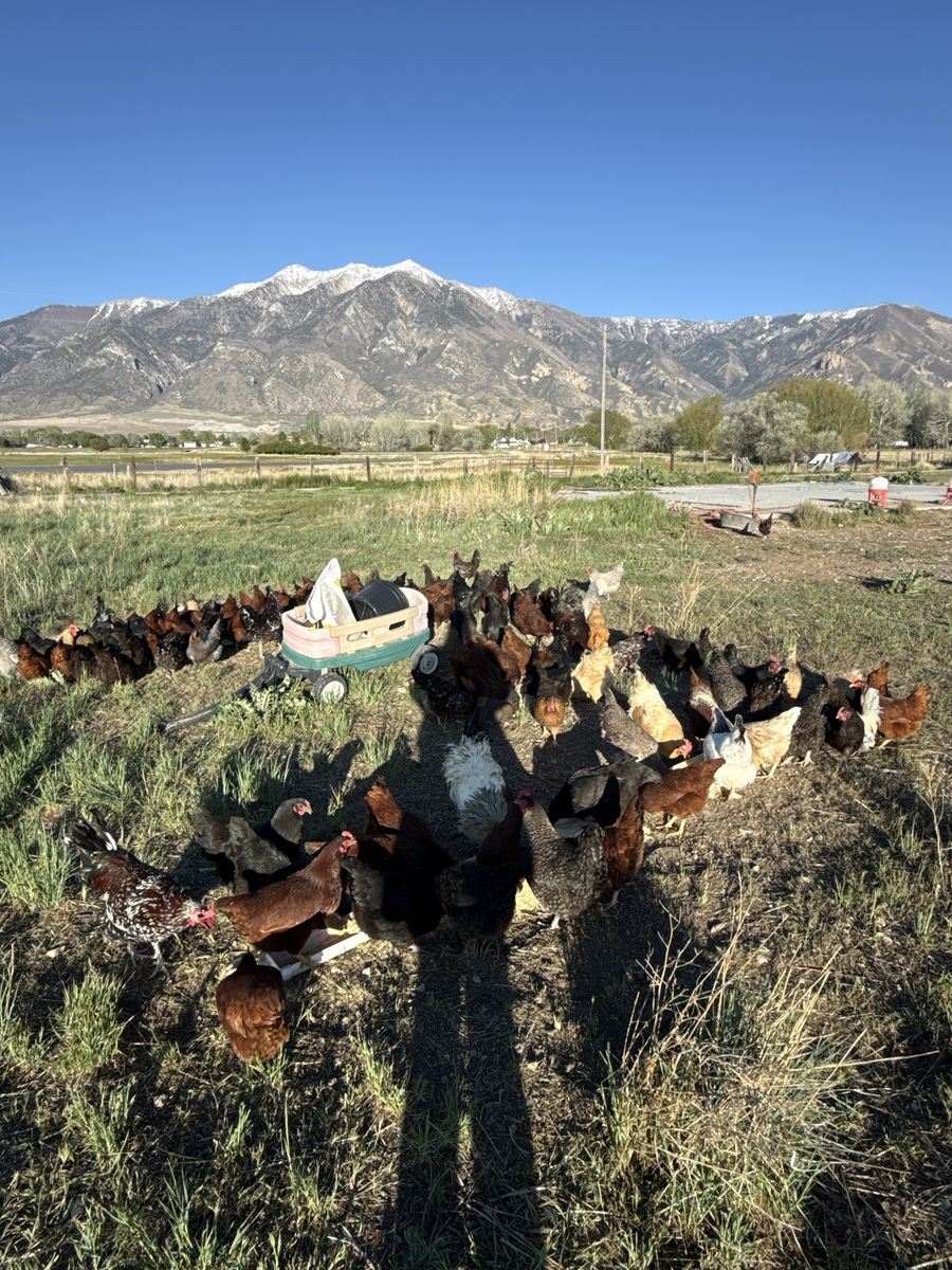 1 year old laying hens